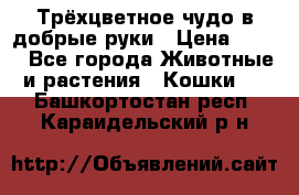 Трёхцветное чудо в добрые руки › Цена ­ 100 - Все города Животные и растения » Кошки   . Башкортостан респ.,Караидельский р-н